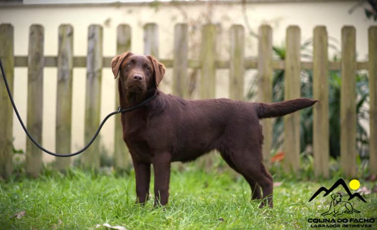 Fotografia de Colina do Facho Labradores