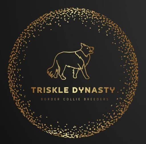 Logótipo de Triskle Dynasty
