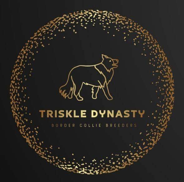 Logótipo de Triskle Dynasty