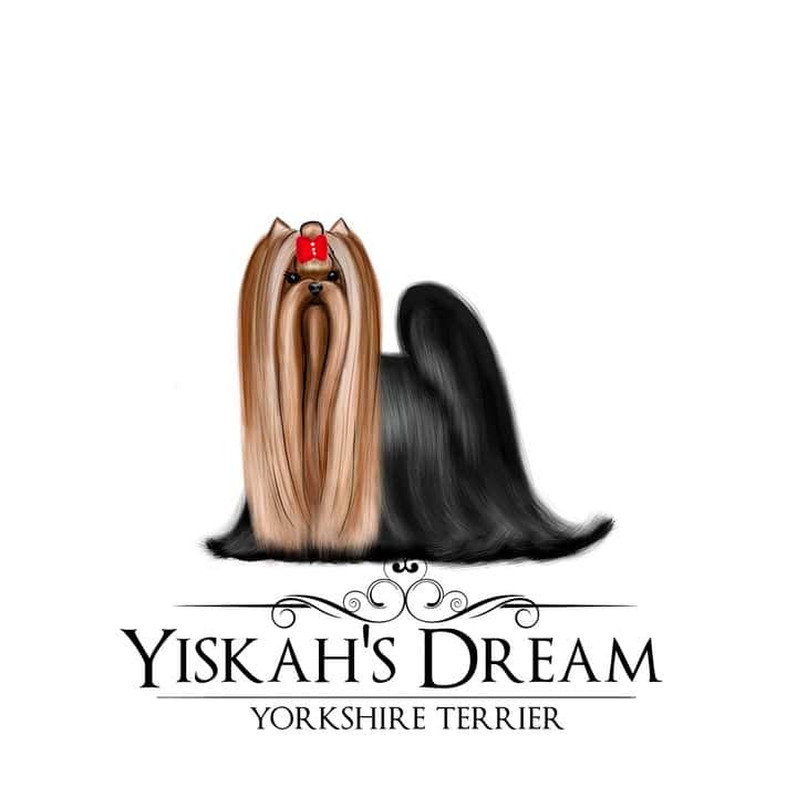 Logótipo de Yiskah's Dream Yorkshire Terrier