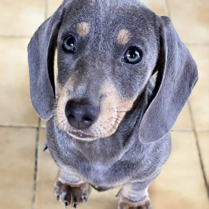 Logótipo de Salsichas & Cãopanhia