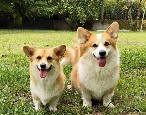 Logótipo de Welsh Corgi Pembroke Porto