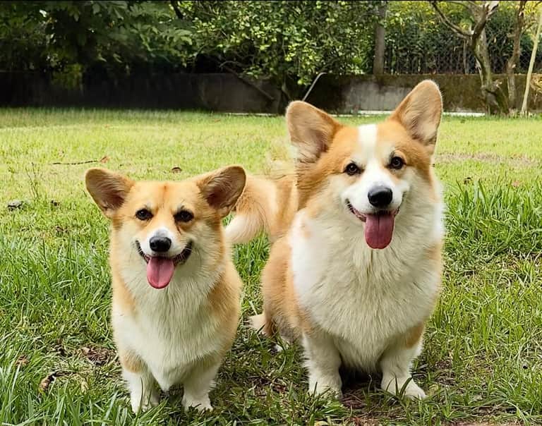 Logótipo de Welsh Corgi Pembroke Porto