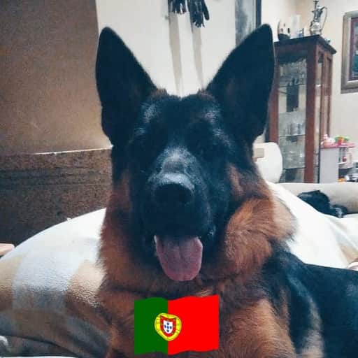 Logótipo de Bona Regis Canis Família