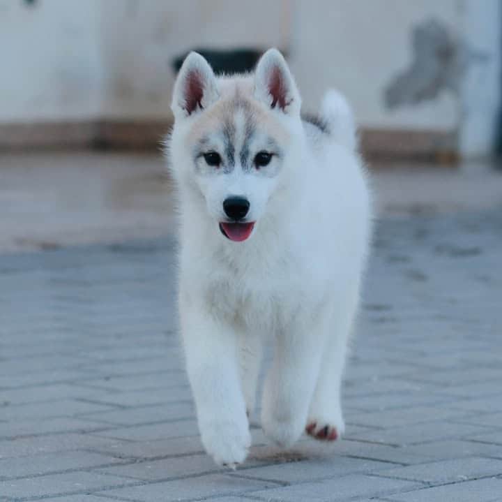 Logótipo de Balistaryus Siberians