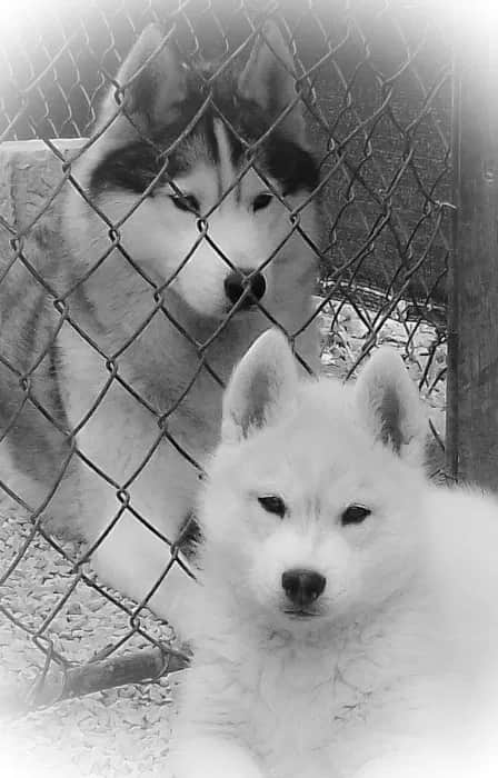 Logótipo de OMNIS SIBERIANS