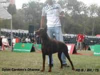 Logótipo de Caramula