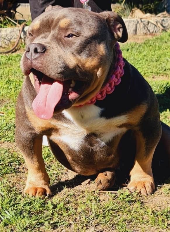 Fotografia de American Bully Portugal (BullChateau)