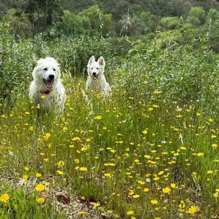 Logótipo de Canil do Canto do Lobo