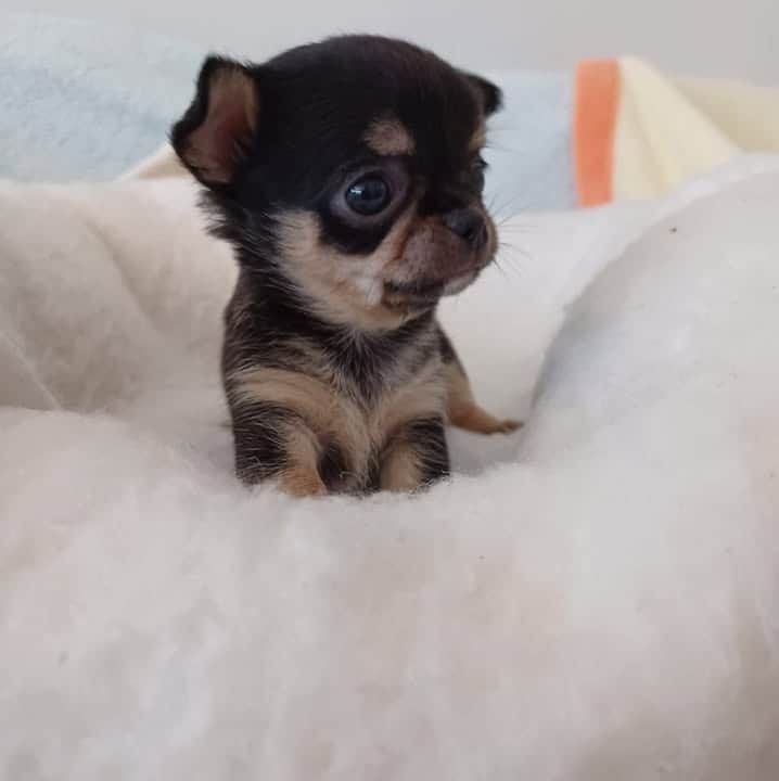 Logótipo de Chihuahuas Vale Paraíso