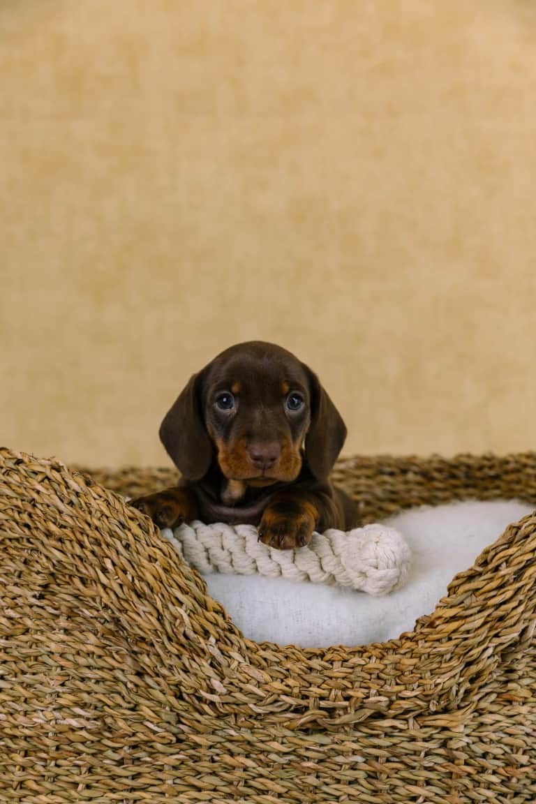 Fotografia de My First Teckel