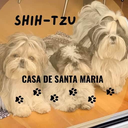 Logótipo de Casa de Santa Maria