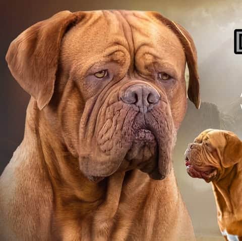 Logótipo de D'DumaDogue