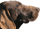 Canil do Monte Pereira logo