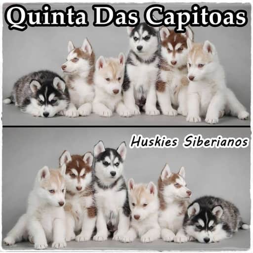 Logótipo de Quinta das Capitoas