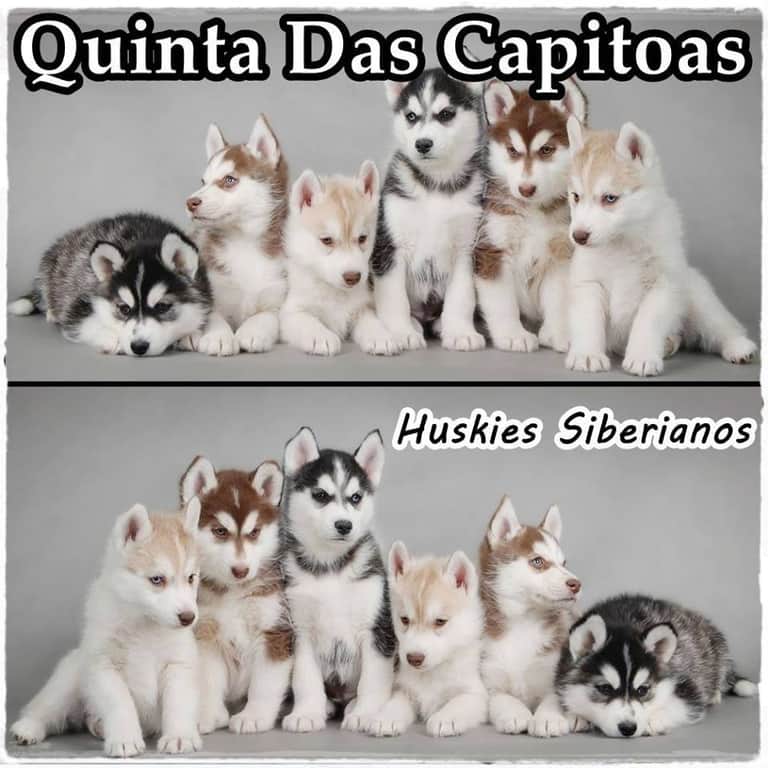 Logótipo de Quinta das Capitoas