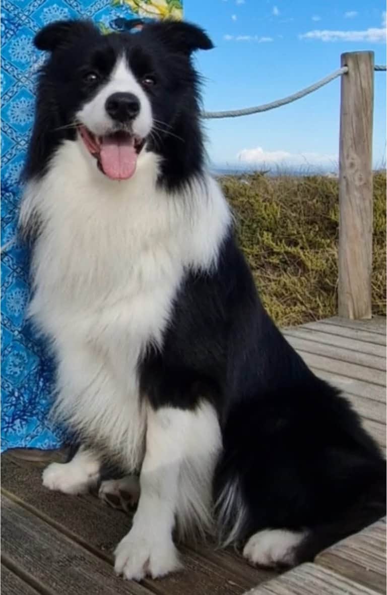 Progenitor Zeus