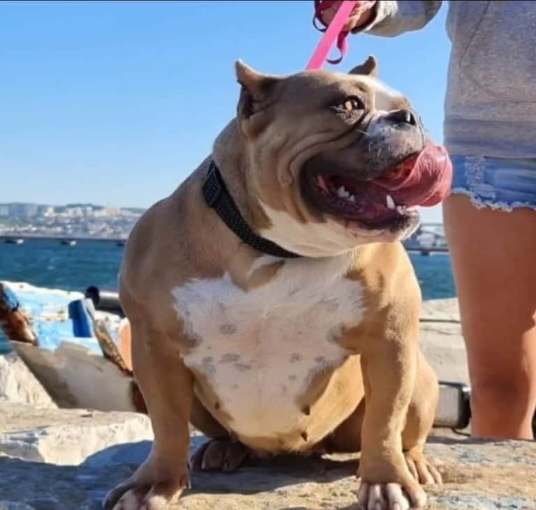 Fotografia de American Bully Portugal (BullChateau)