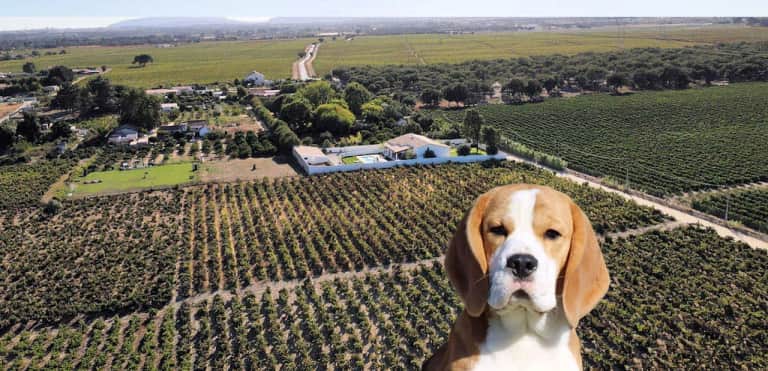Logótipo de Beagles Casal da Vinha