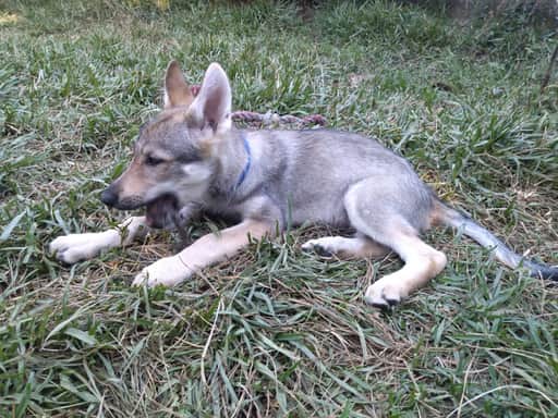 Cachorro Coleira branca (A definir)