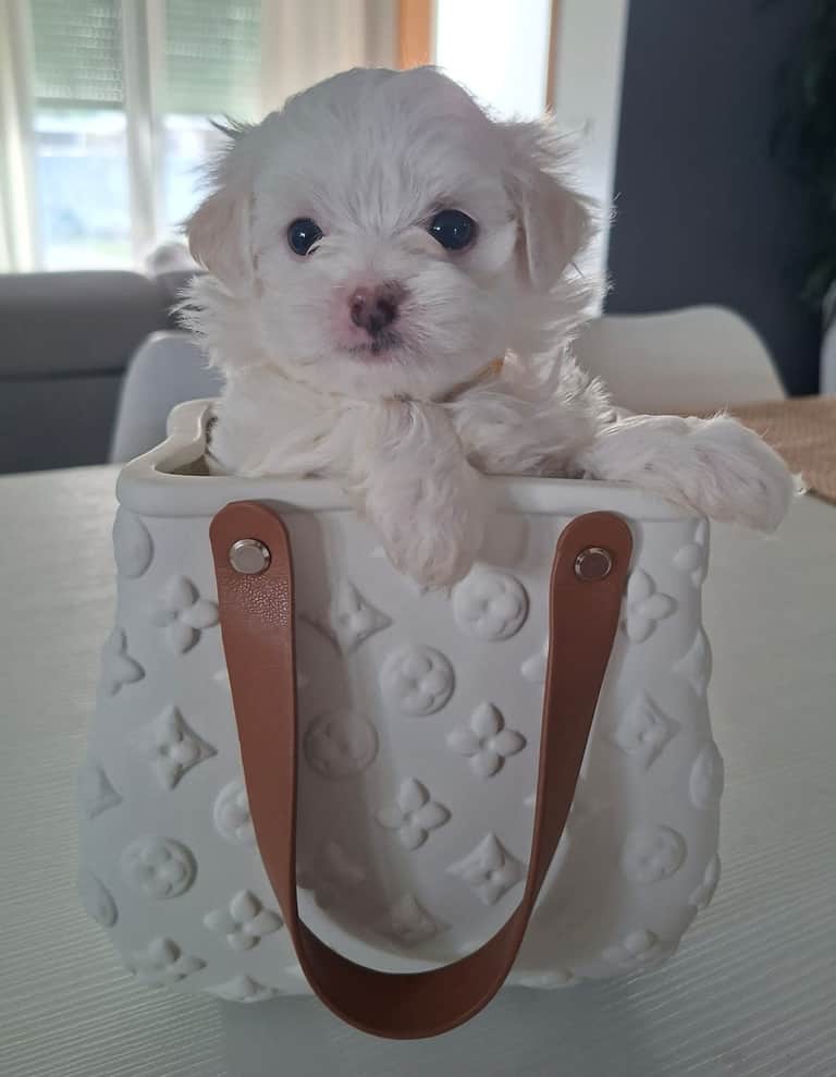 Fotografia de Lilipets