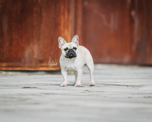 Fotografia de Reis da Fonte Kennel