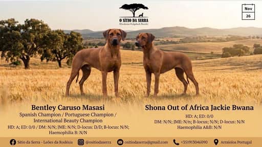 Progenitor Shona Out of Africa Jackie Bwana
