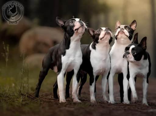 Spyderland Dogs galeria