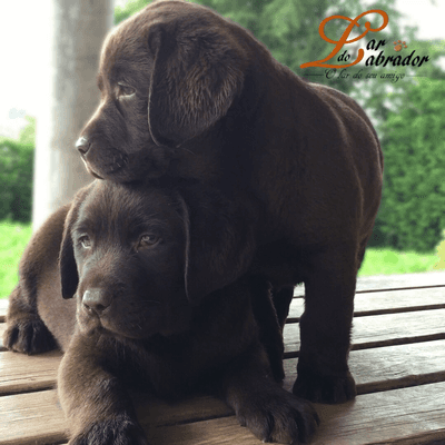Fotografia de Lar do Labrador