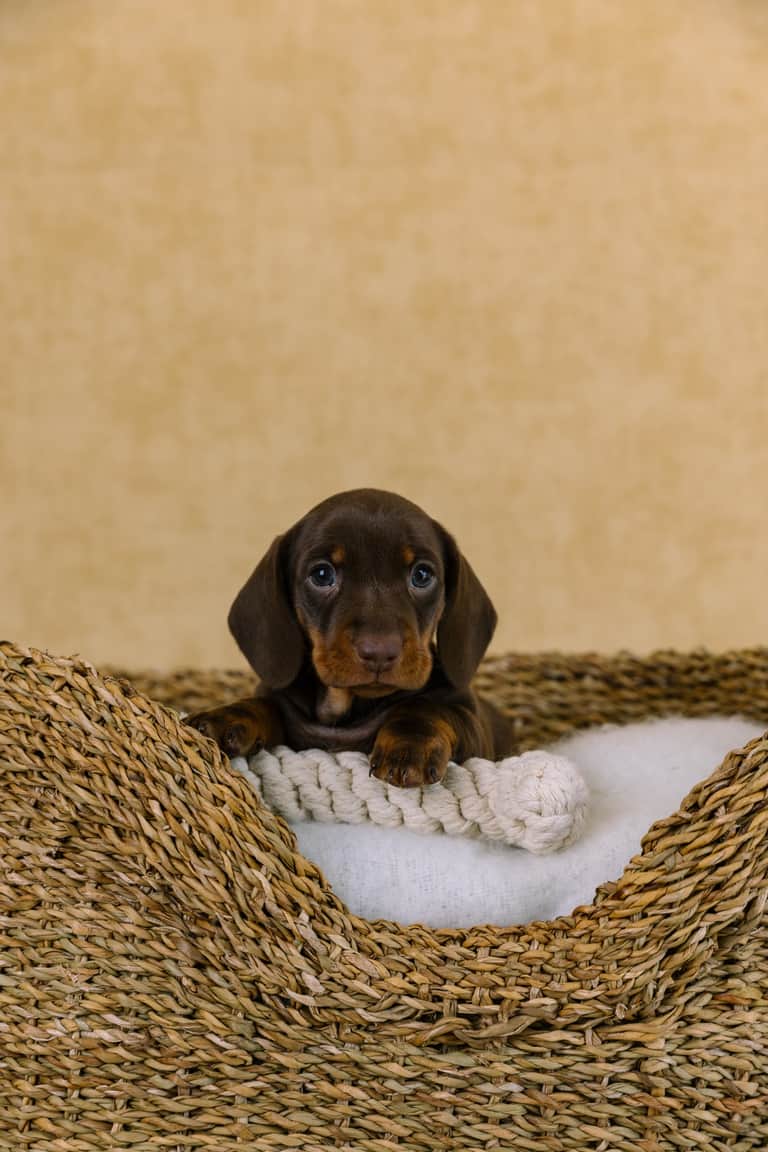 Fotografia de My First Teckel