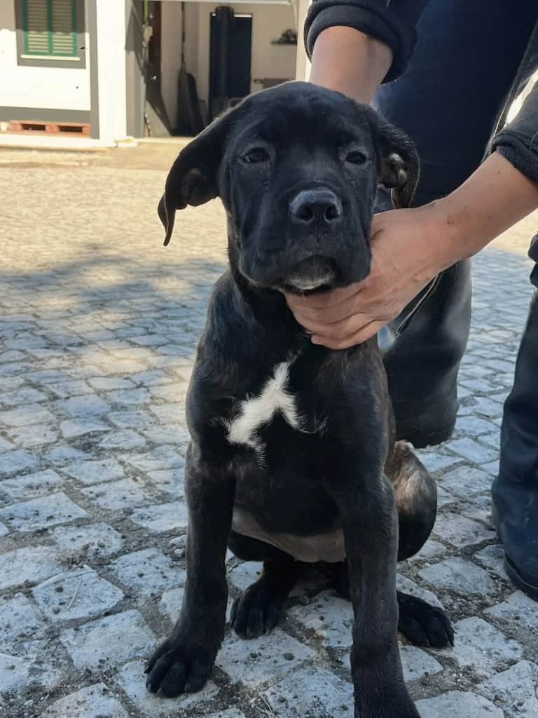Cachorro Stella Bellator Cali