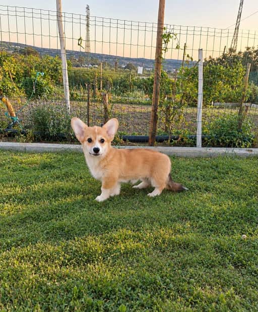 Cachorro Lunarmarsh Lumus