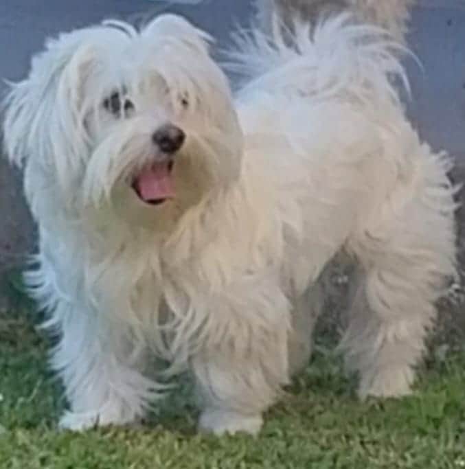 Fotografia de Lilipets