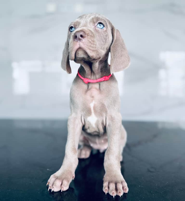 Fotografia de Casa GreyCards - Weimaraners kennel
