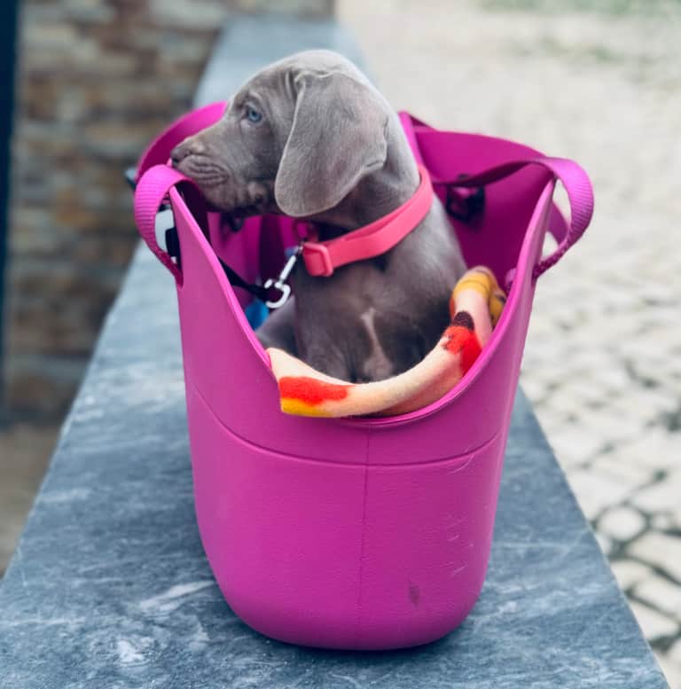 Fotografia de Casa GreyCards - Weimaraners kennel