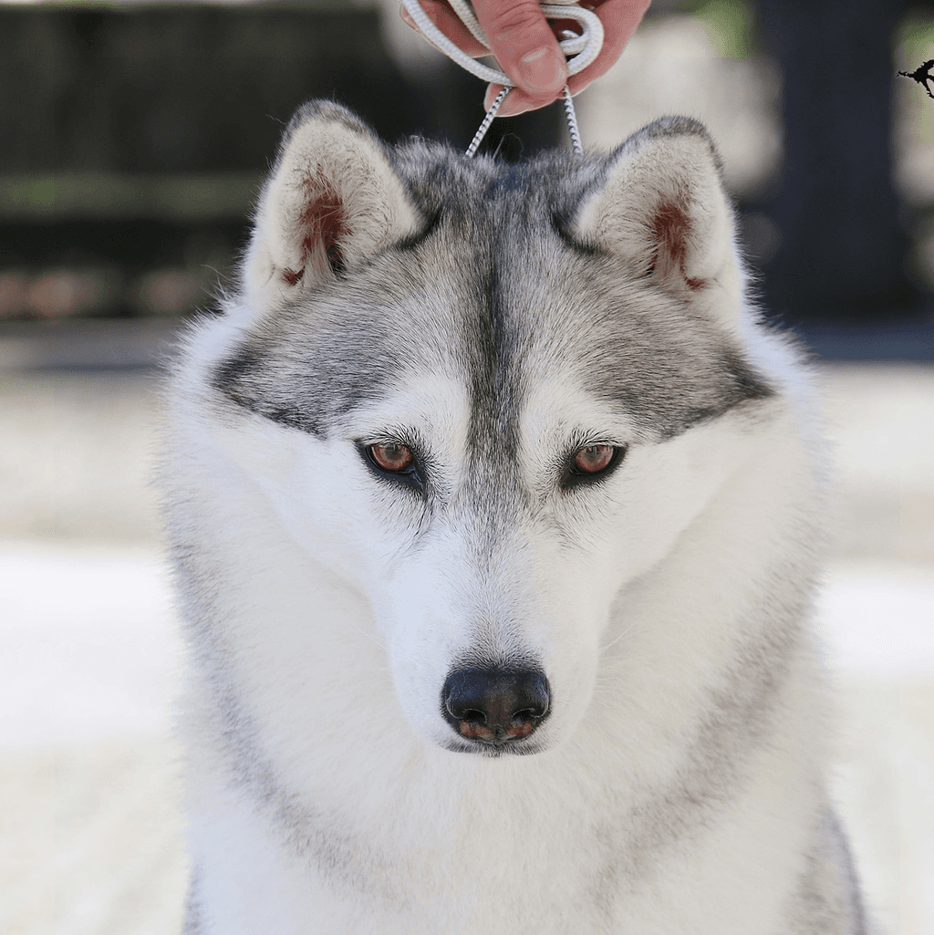 Hiyouton Siberians logo