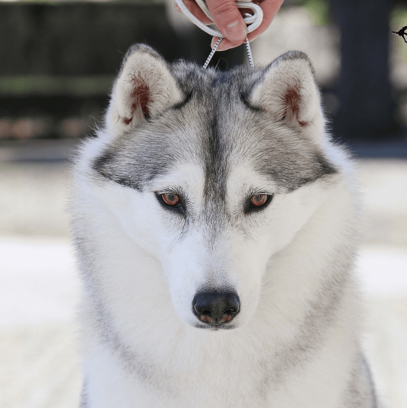 Hiyouton Siberians logo