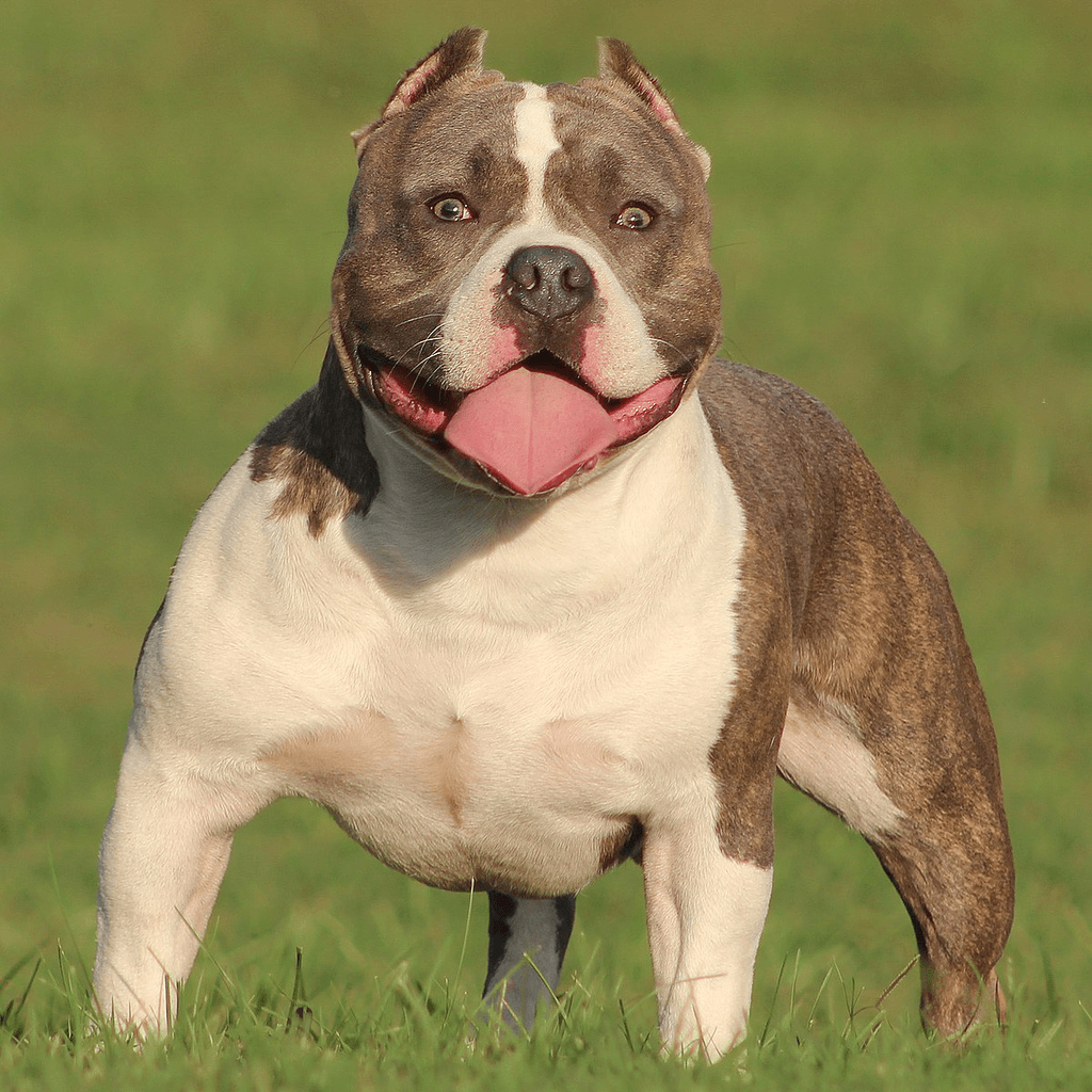 Raça American Bully