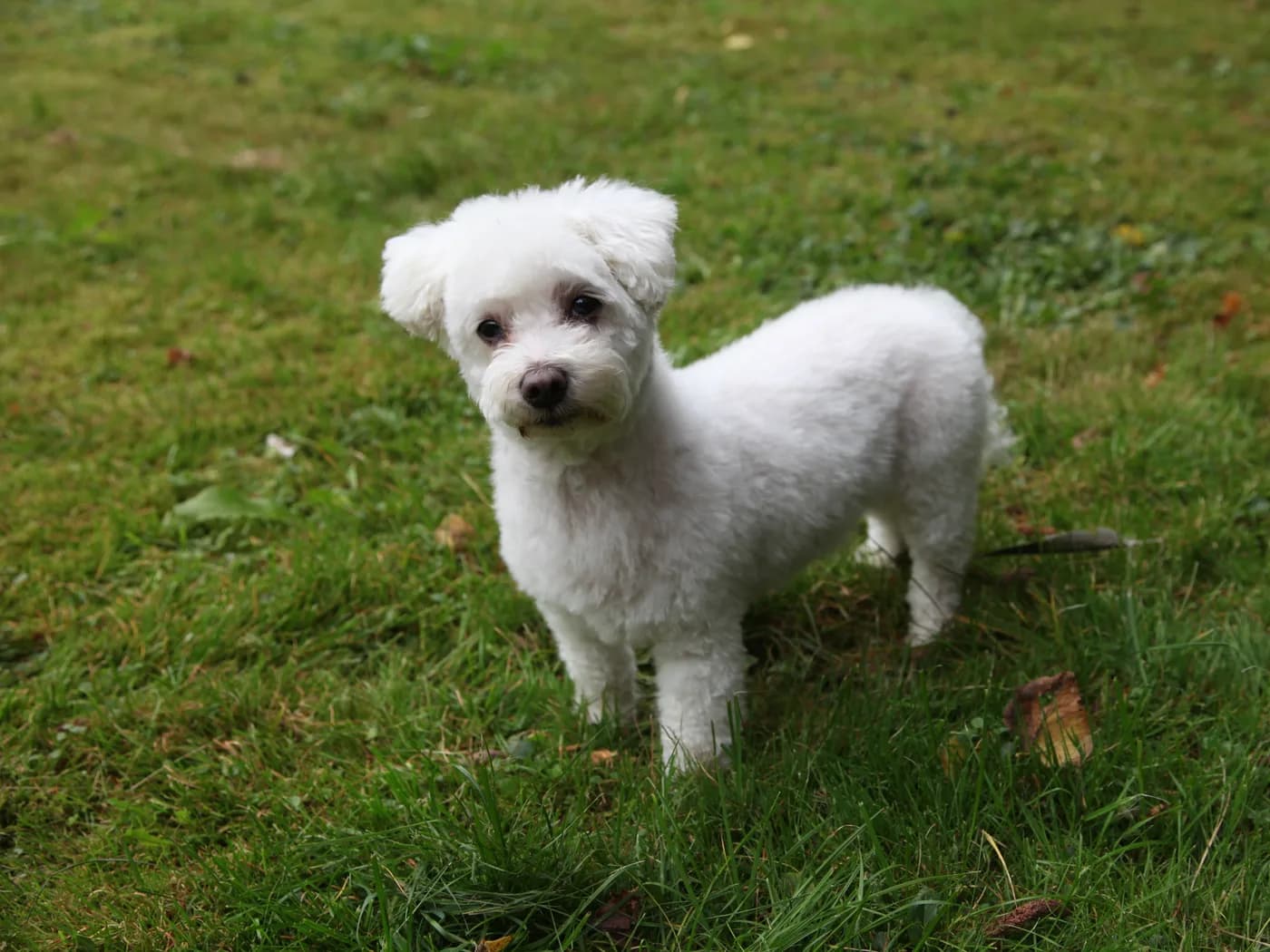 Raça Bichon Maltês