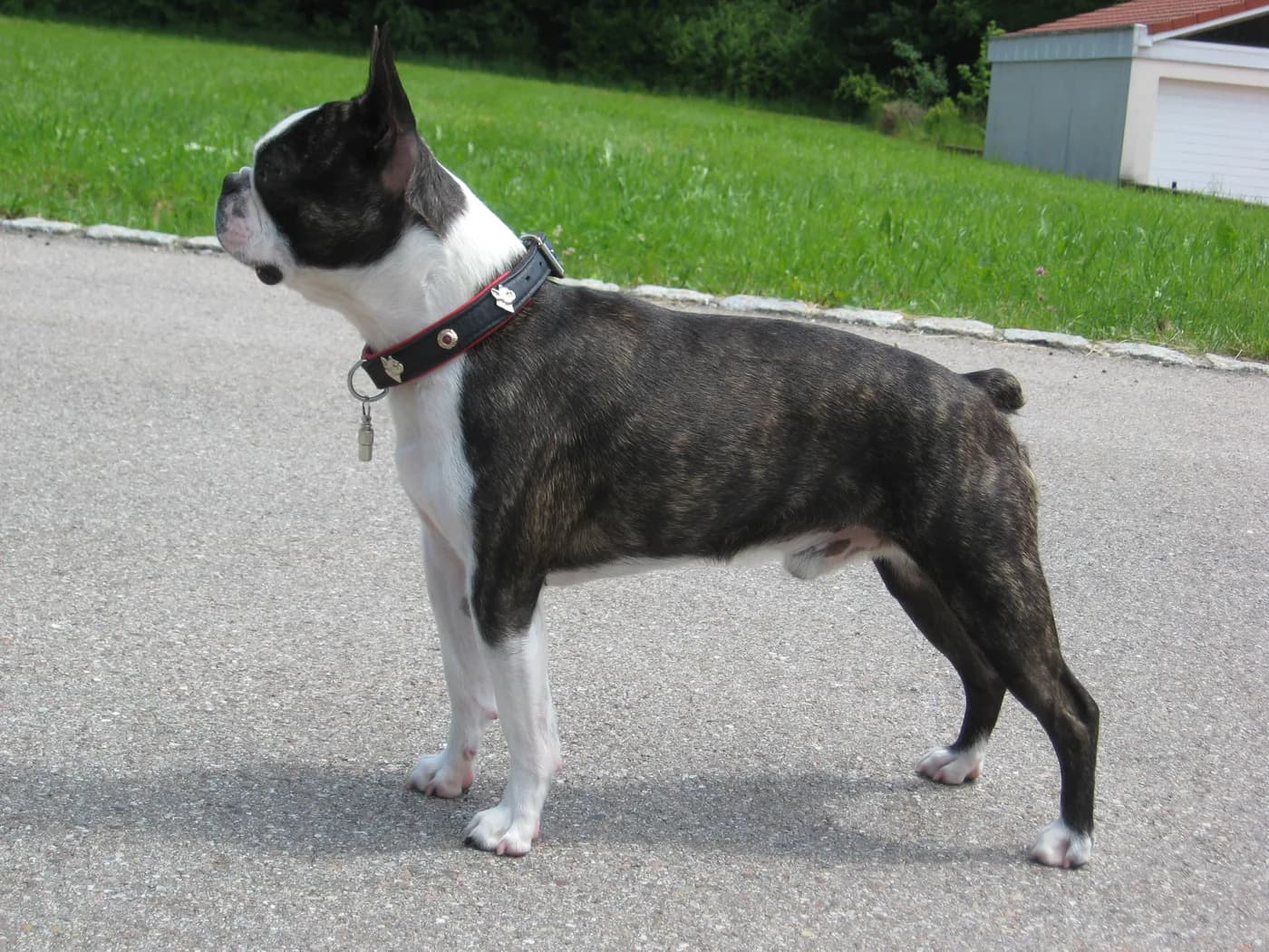 Raça Boston Terrier