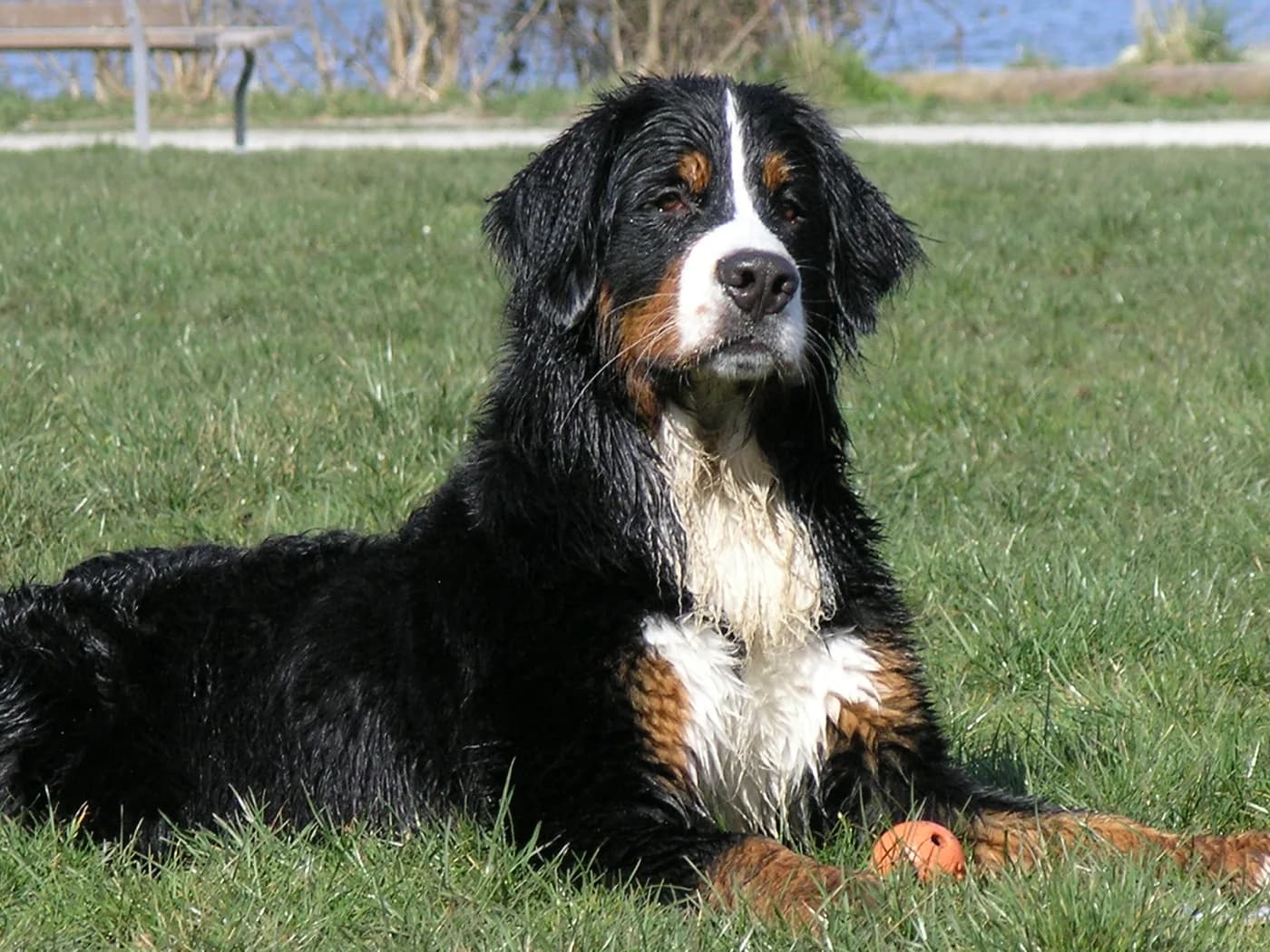 Bouvier Bernois