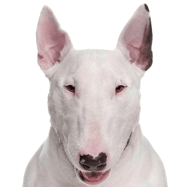 Raça Bull Terrier