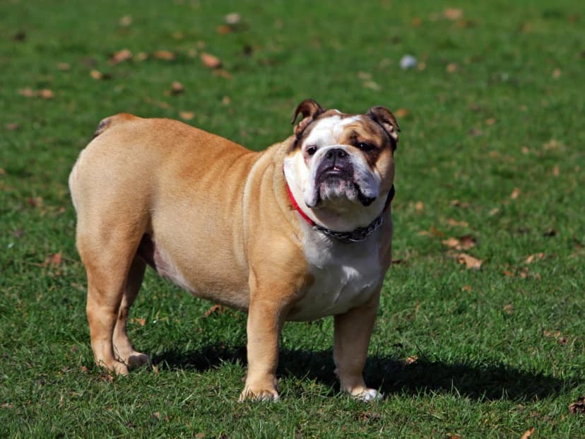 Bulldog Inglês