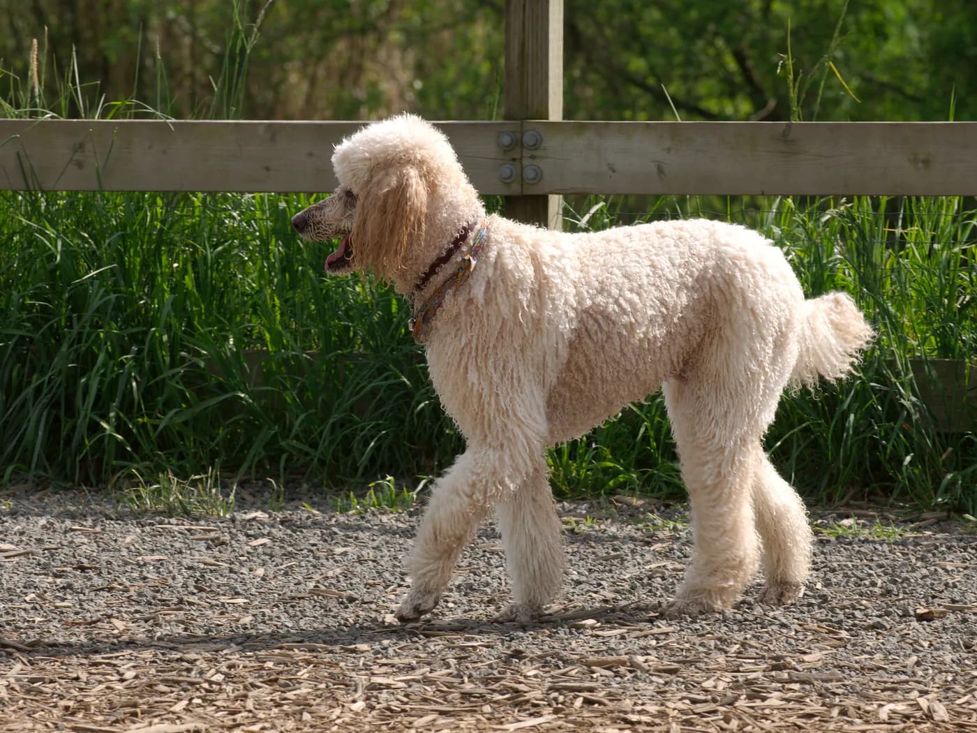 Raça Caniche
