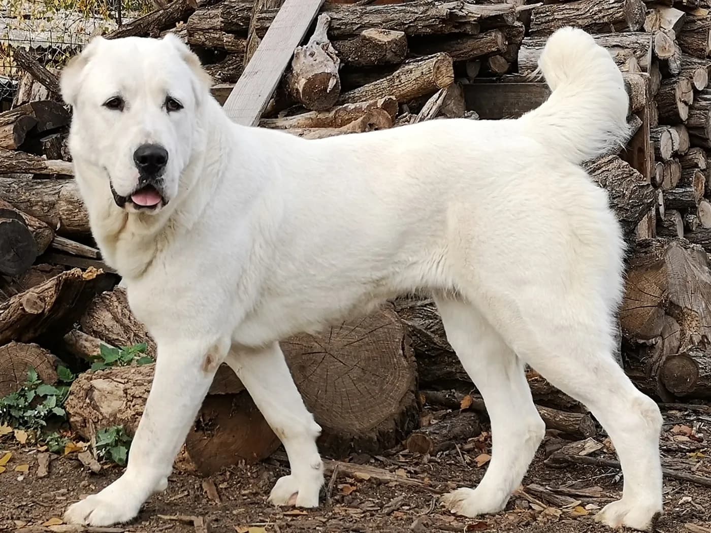 Raça Cão de Pastor da Ásia Central
