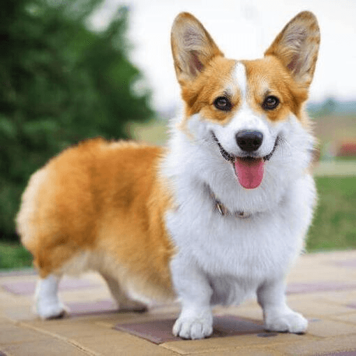 Welsh Corgi Pembroke