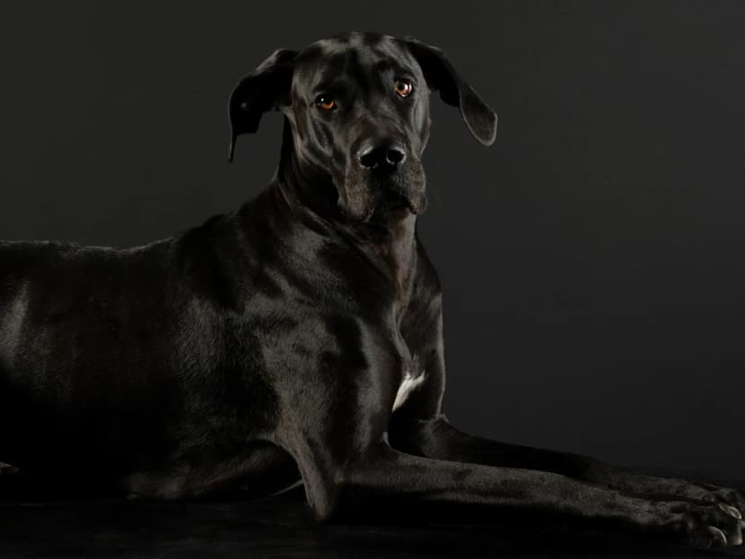 Dogue Alemão