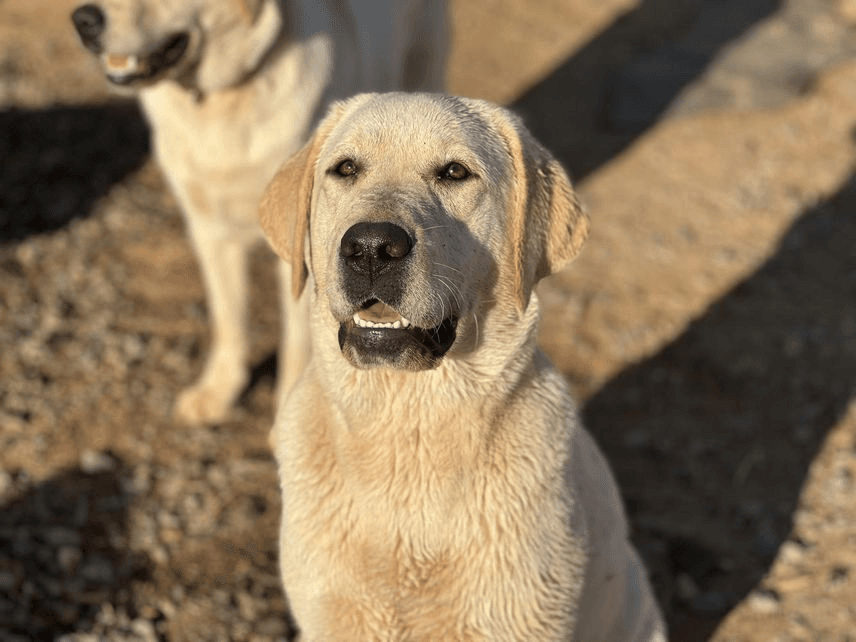 Labrador Retriever