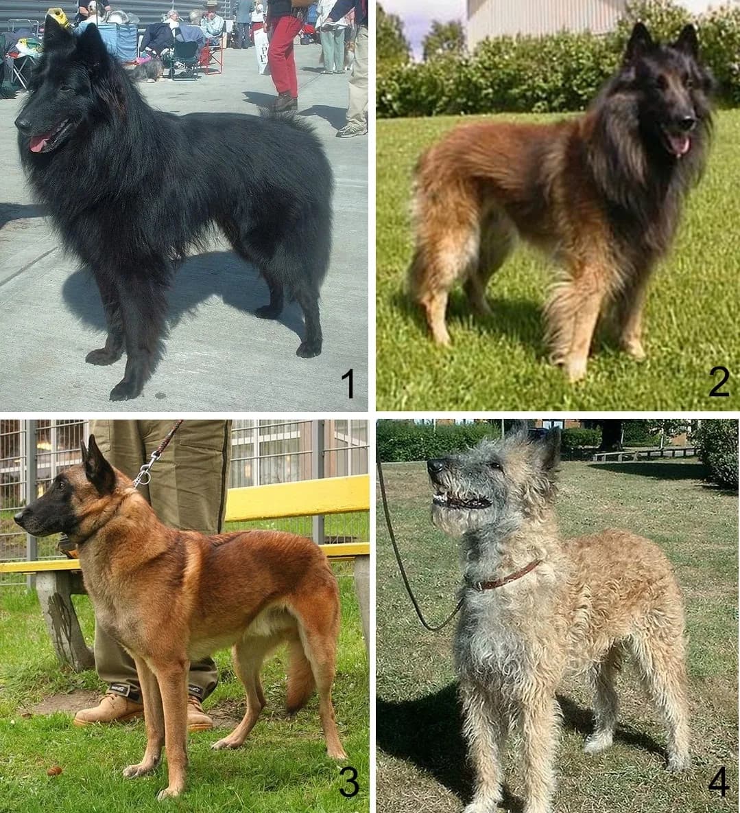 Pastor Belga Malinois