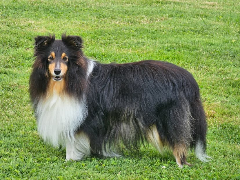 Pastor de Shetland